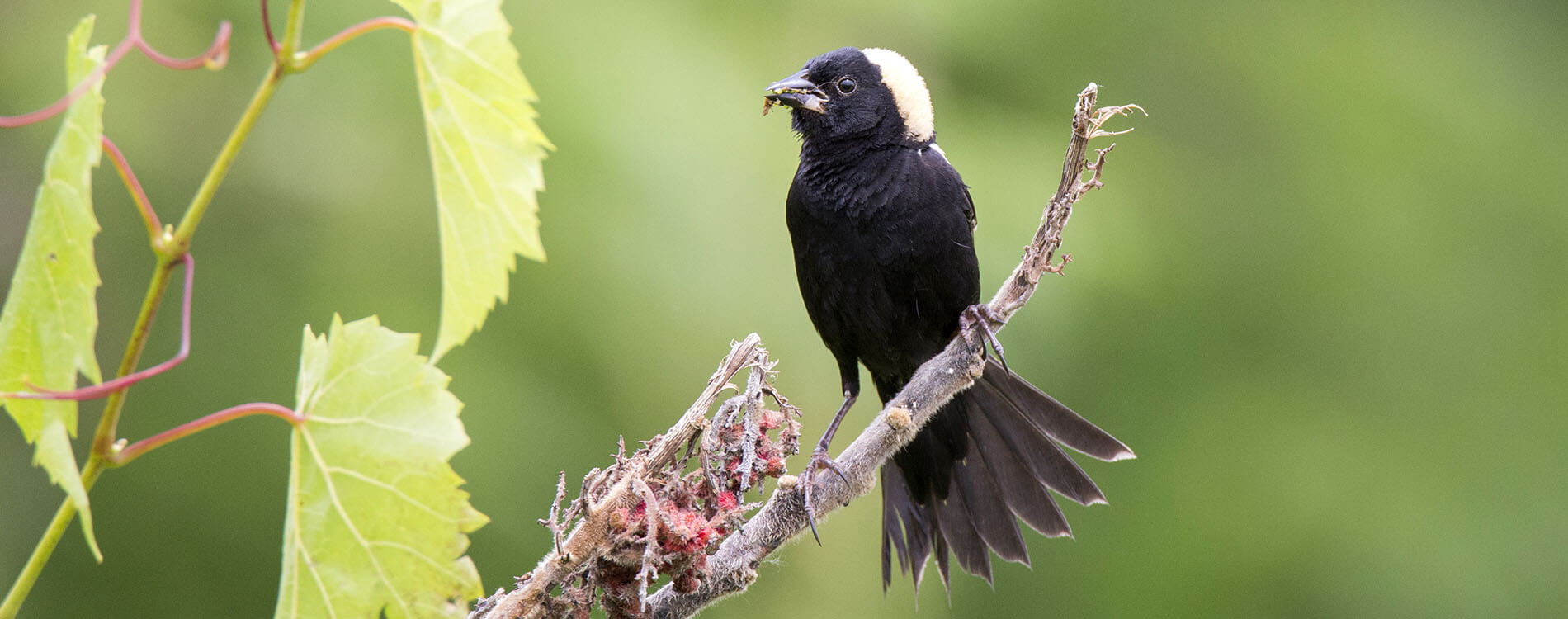 Bobolink, Mircea Costina, Shutterstock