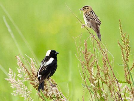 Bobolinks by Kent Mason, USFWS