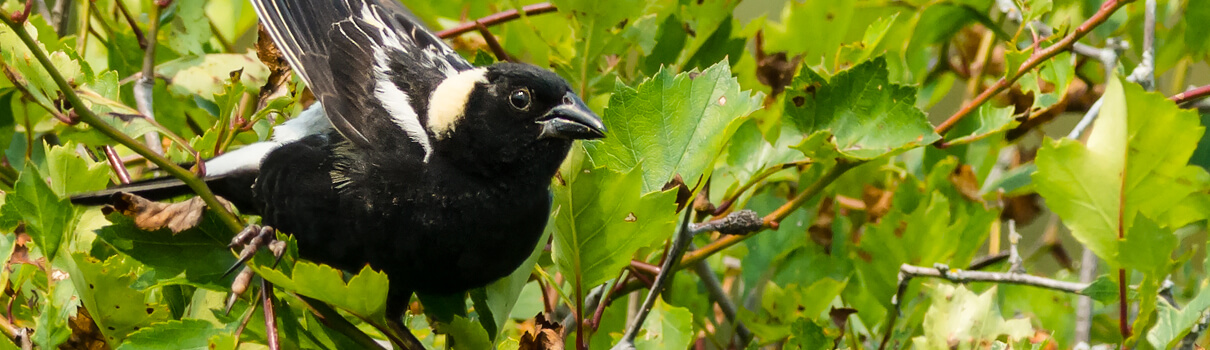 The Migratory Bird Treaty Act matters now more than ever, when many bird populations are in decline. Bobolink, Paul Reeves Photography