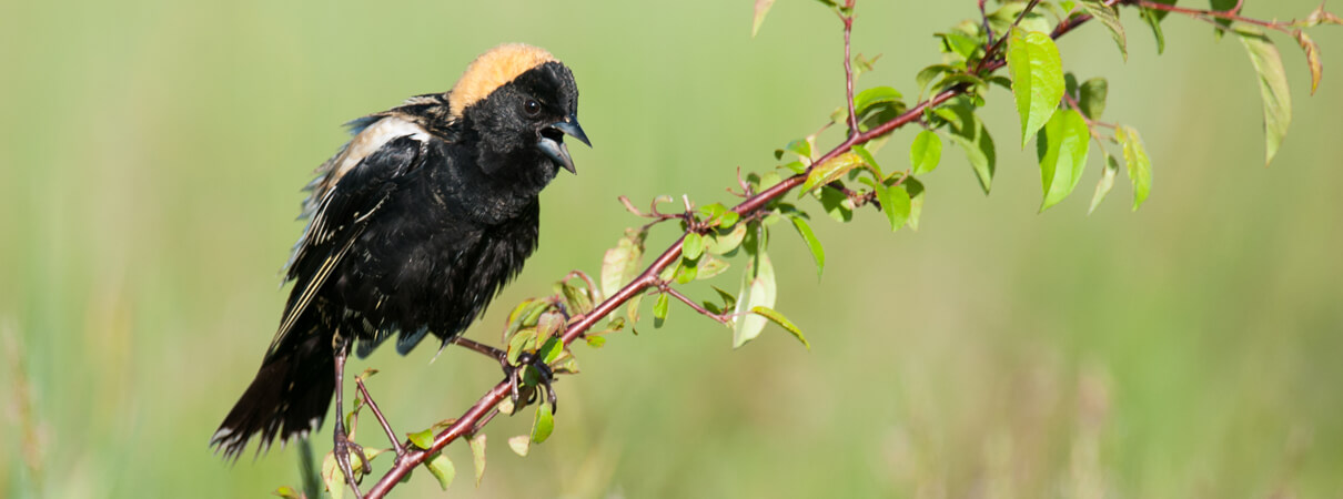 The Bobolink travels 12,500 miles to and from South America each year. This bird is another ABC priority species that is also protected under the Migratory Bird Treaty Act. Photo by Paul Sparks/Shutterstock 