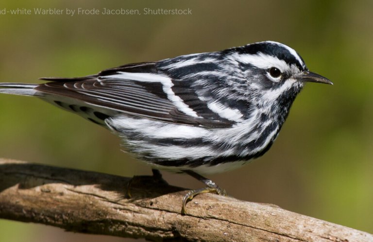 Black and White Warbler