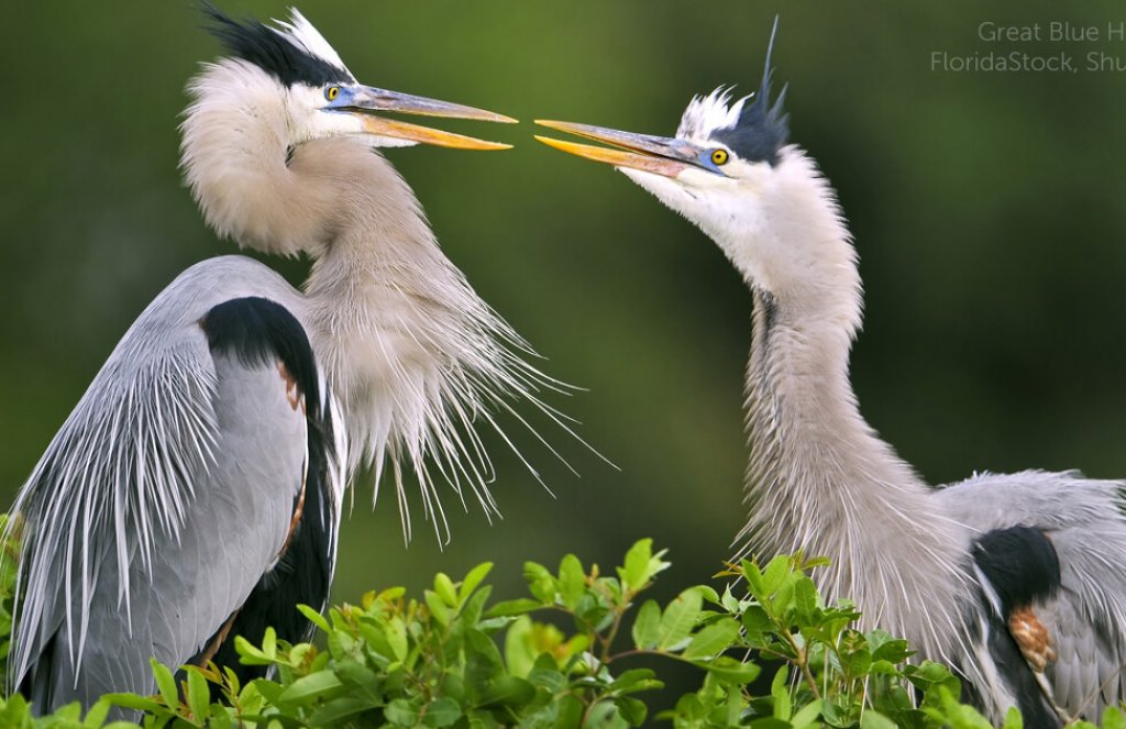 Two Great Blue Herons