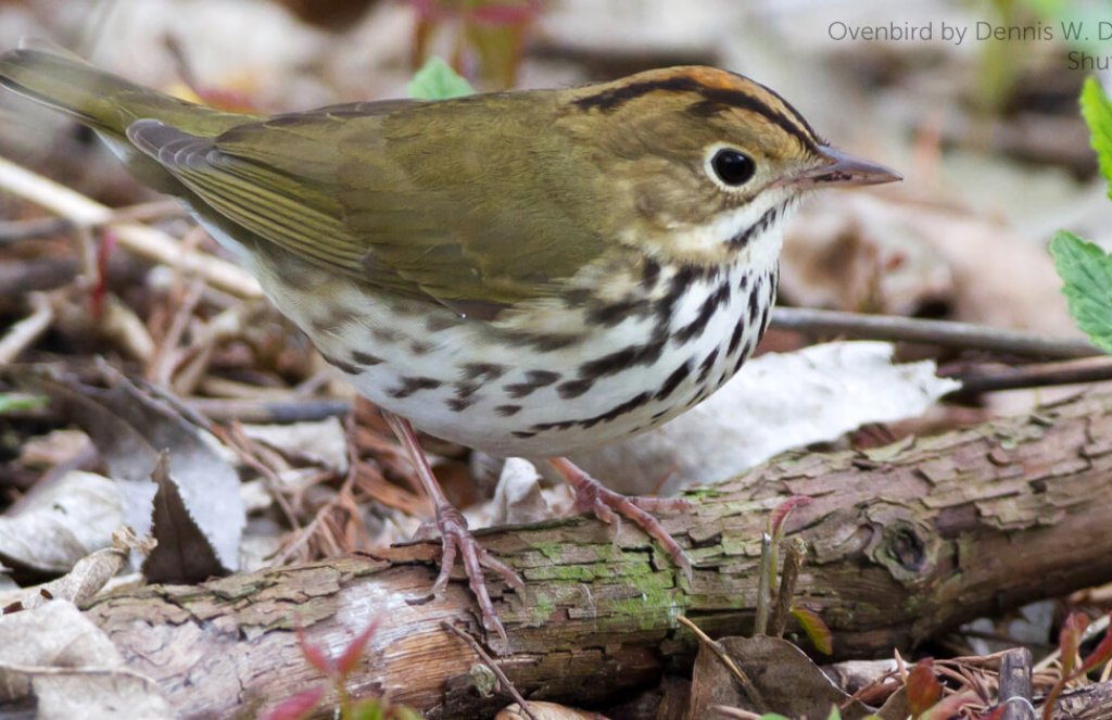 An ovenbird on the ground