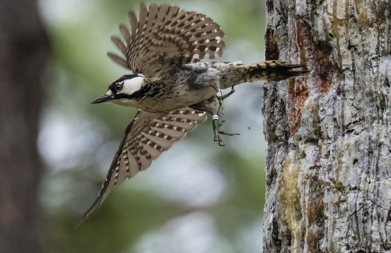 Red-cockaded Woodpecker by Keith Kennedy, Macaulay Library at the Cornell Lab of Ornithology