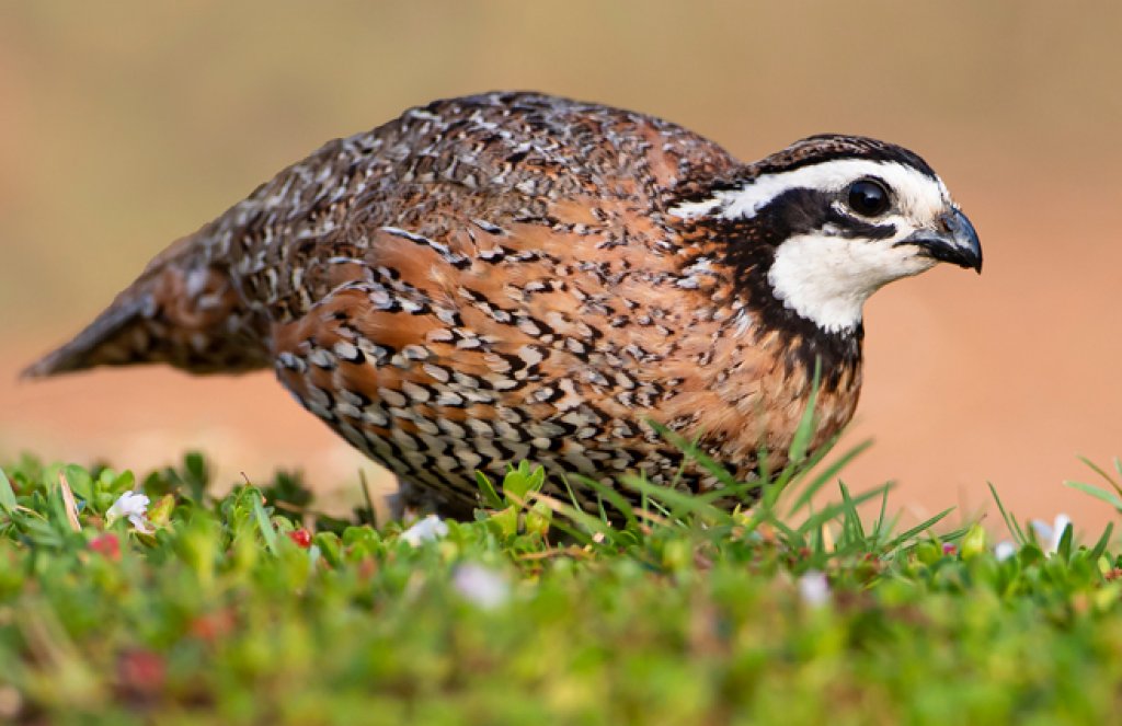 Northern Bobwhite by Danita Delimont, Shutterstock