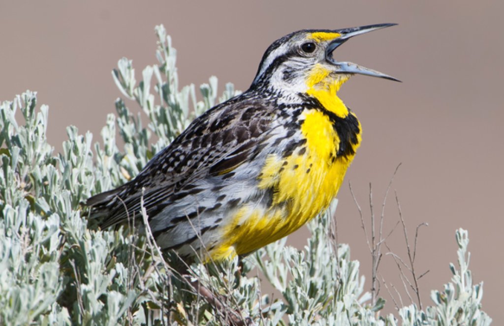 Western Meadowlark. Photo by Tim Zurowski, Shutterstock.