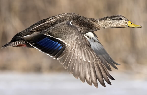 American Black Duck, Jeffry Weymier, Shutterstock