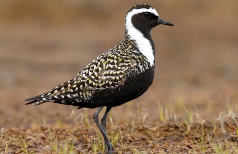 American Golden-Plover, Agami Photo Agency, Shutterstock