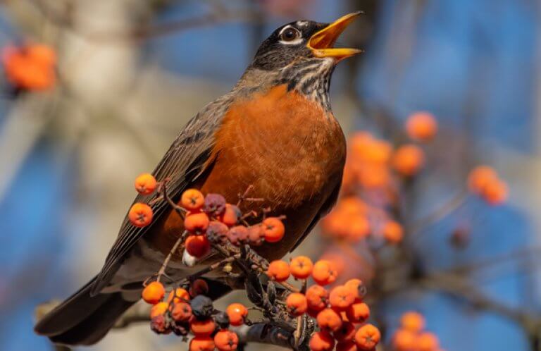 American Robin, Jennifer Bosvert, Shutterstock