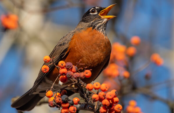 American Robin, Jennifer Bosvert, Shutterstock