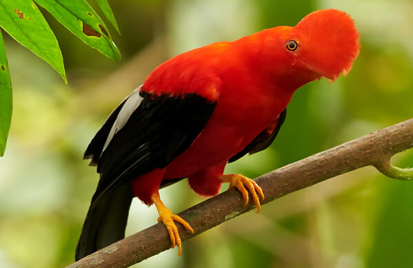 Andean Cock-of-the-rock, Martin Mecnarowski