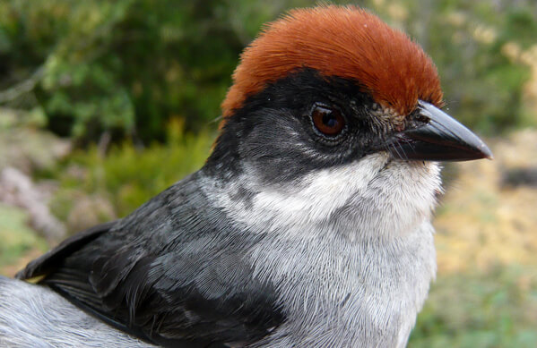 Antioquia Brushfinch, Sergio Chaparro