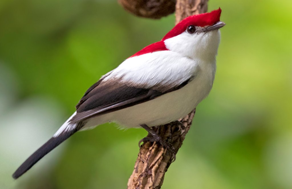 Araripe Manakin. Photo by Ciro Albano.