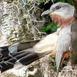 Bay-breasted Cuckoo. Photo by Cesar Abrill