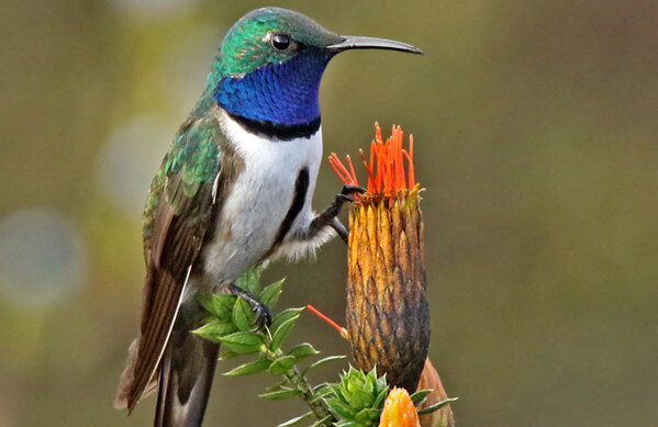 Blue-throated Hillstar, Roger Ahlman