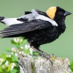 Bobolink by FotoRequest/Shutterstock