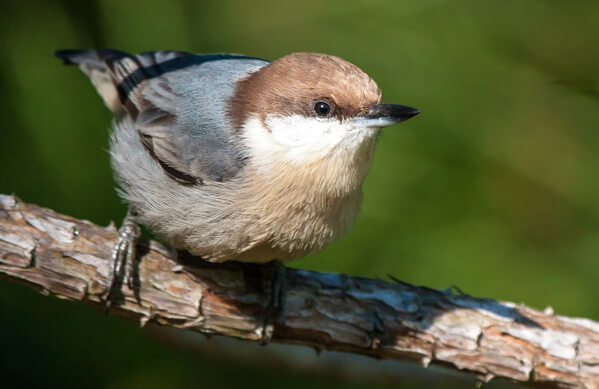 Brown-headed Nuthatch