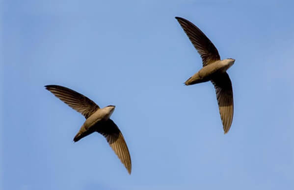 Chimney Swift, Christopher Taylor