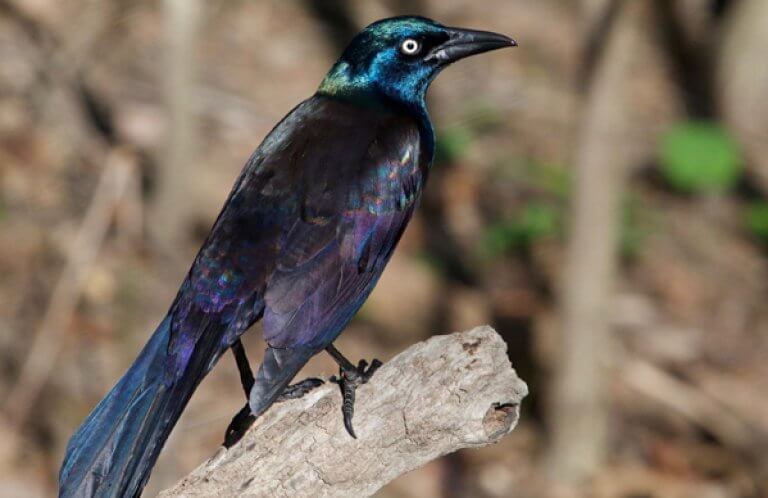 Common Grackle, Conservationist, Shutterstock