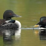 Common Loons, Brian Lasenby, Shutterstock