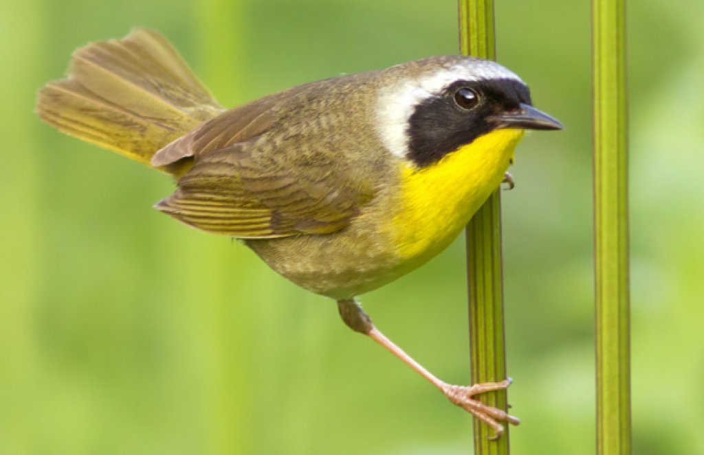 Common Yellowthroat by Mircea Costina, Shutterstock