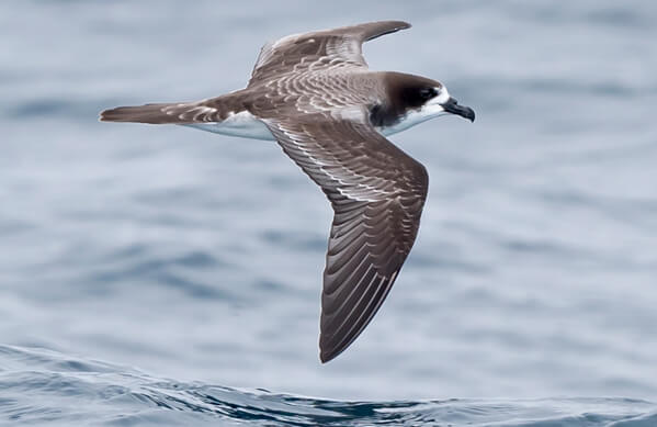 Galápagos Petrel, Kirk Zufelt