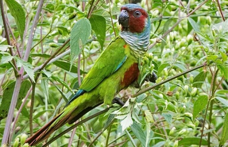 Goias Parakeet, Fernanda Fernandex