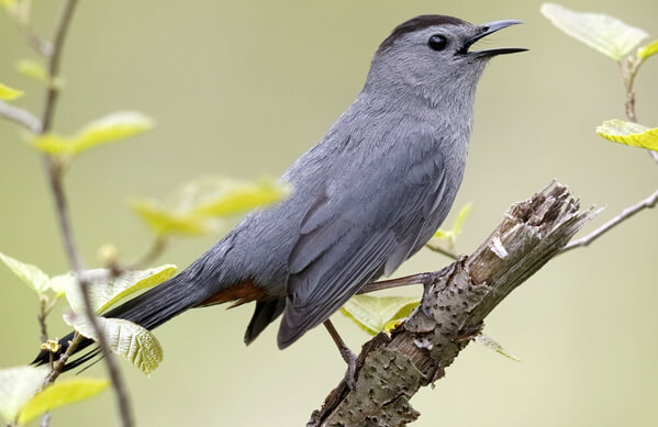 Gray Catbird, Brian Lasenby, Shutterstock