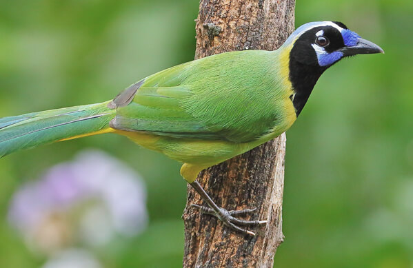 Green Jay, Greg Homel, Natural Elements Productions