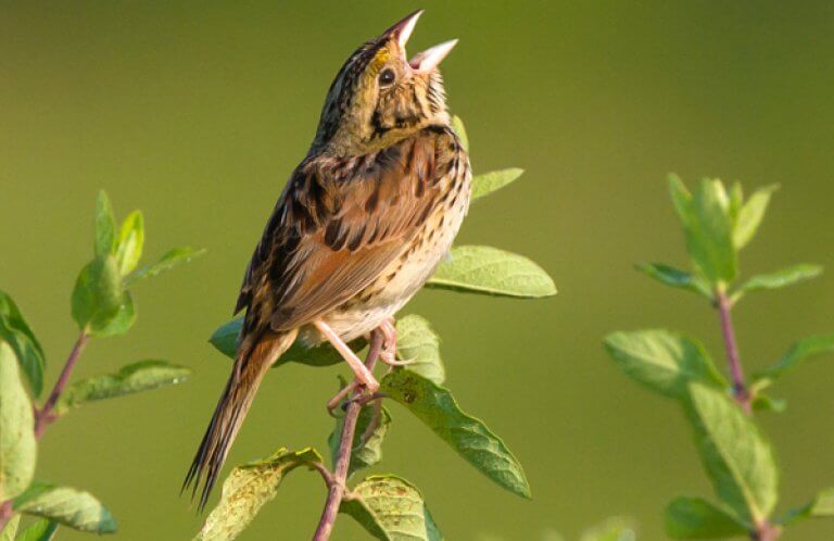 Henslow's Sparrow, Frode Jacobsen