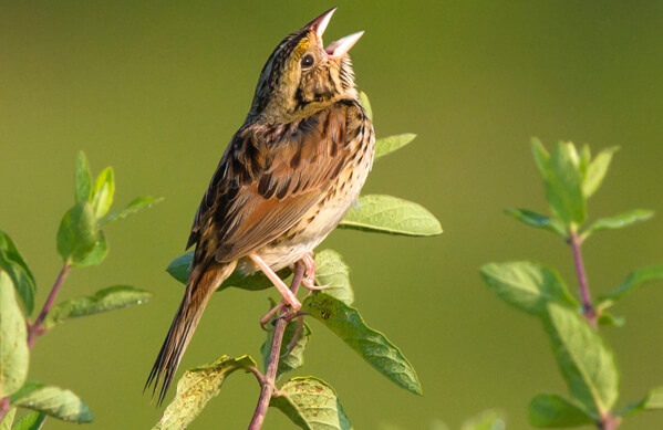 Henslow's Sparrow, Frode Jacobsen