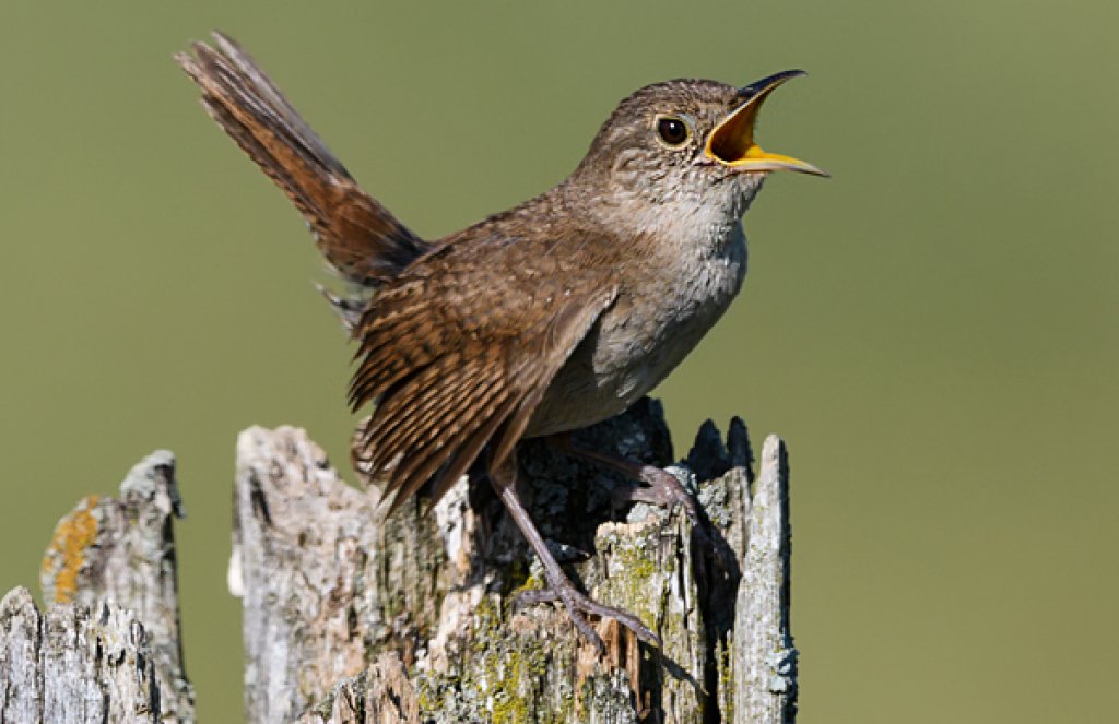 House Wren. Photo by FotoRequest, Shutterstock.