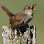 House Wren. Photo by FotoRequest, Shutterstock.