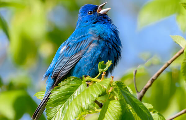 Indigo Bunting, FotoRequest, Shutterstock