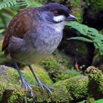 A jocotoco antpitta standing on a mossy rock