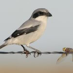 Loggerhead Shrike by Greg Lavaty, texastargetbirds.com