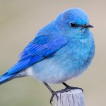 Mountain Bluebird