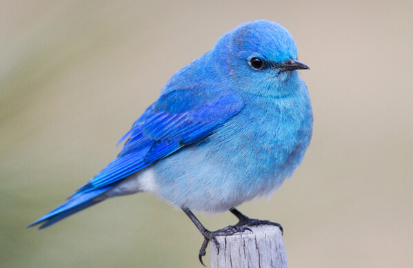 Mountain Bluebird