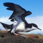 Newell's Shearwater. Photo by Resource Hawaii, Alamy Stock Photo.