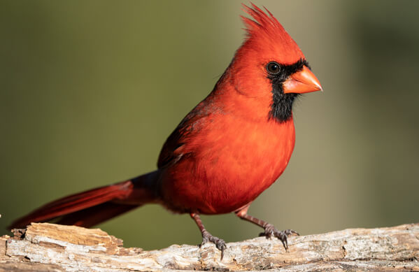 BOTW Homepage Thumbnail Northern Cardinal