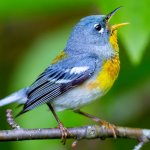 BOTW Homepage Thumbnail_Northern Parula