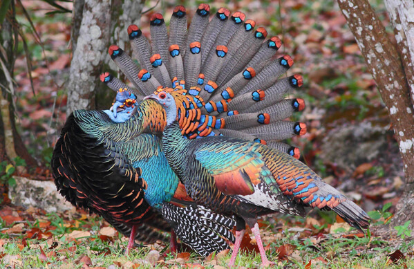 Ocellated Turkey