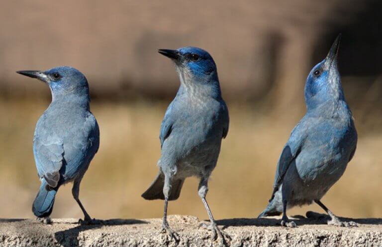 Pinyon Jay, Iris Kilpatrick