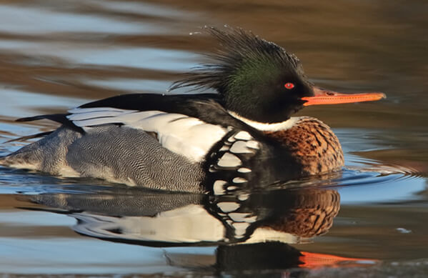 Red-breasted Merganser, Brian Lasenby, Shutterstock