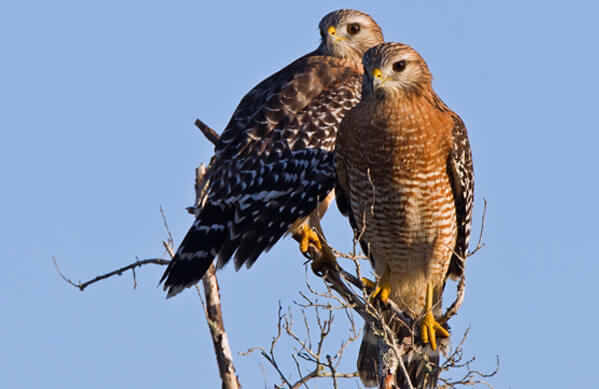 Red-shouldered-Hawks, Peter-Schwarz, Shutterstock