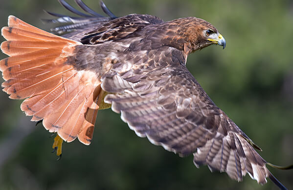 Red-tailed Hawk, Scenic Shutterbug, Shutterstock