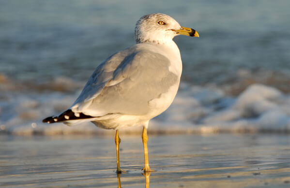 A ring-billed gull standing on the beach