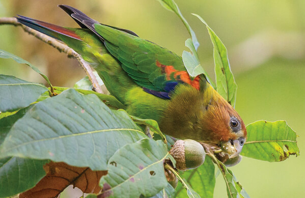 Rusty-faced Parrot, Wim de Groot