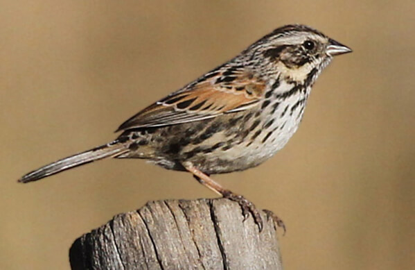 Sierra Madre Sparrow, Mike Parr