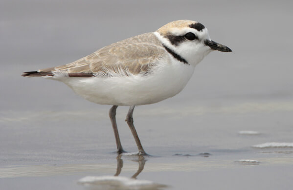 Snowy Plover